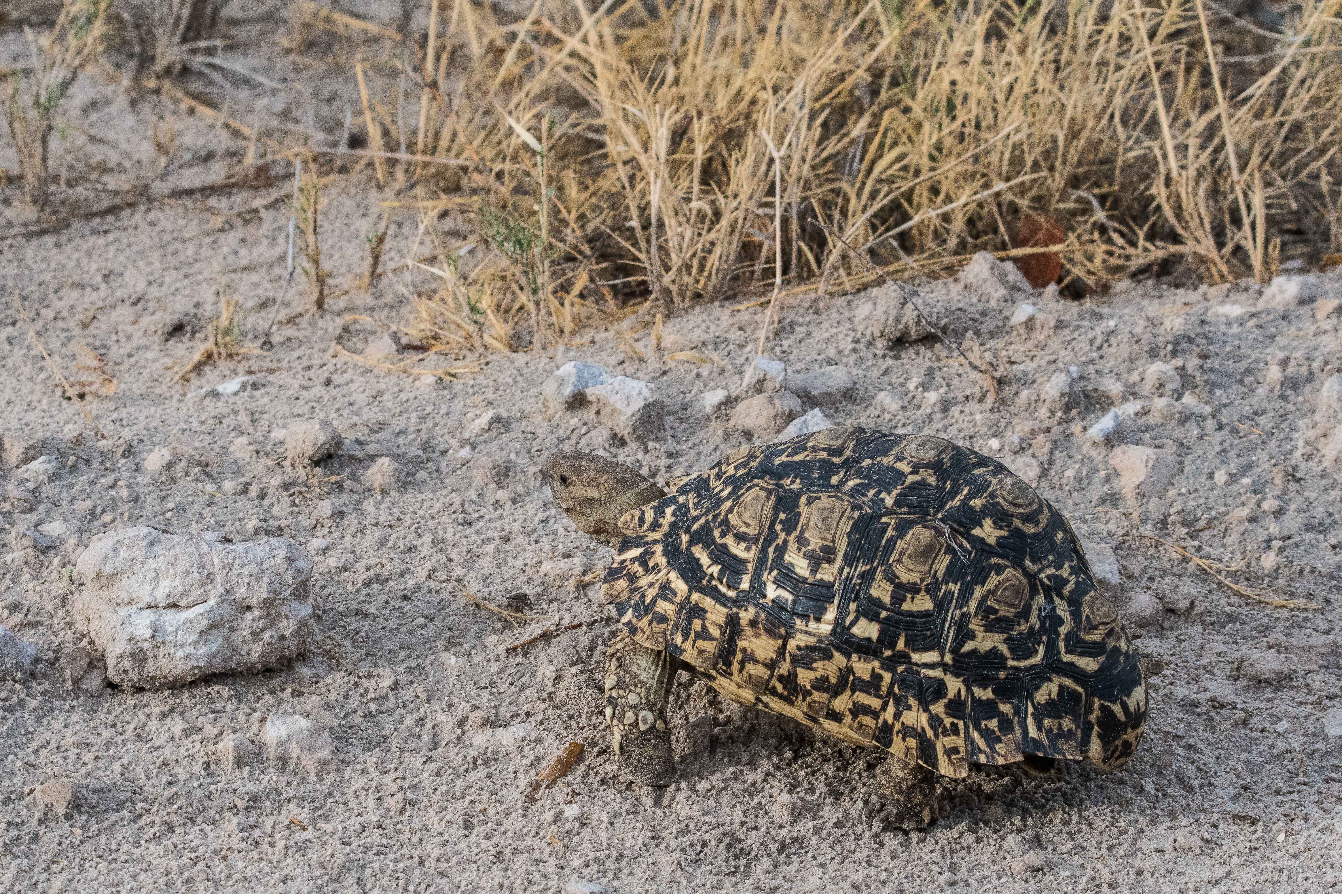Tortue Léopard (Leopard tortoise, Stigmochelys pardalis), Parc National d'Etosha, Kunene, Namibie.